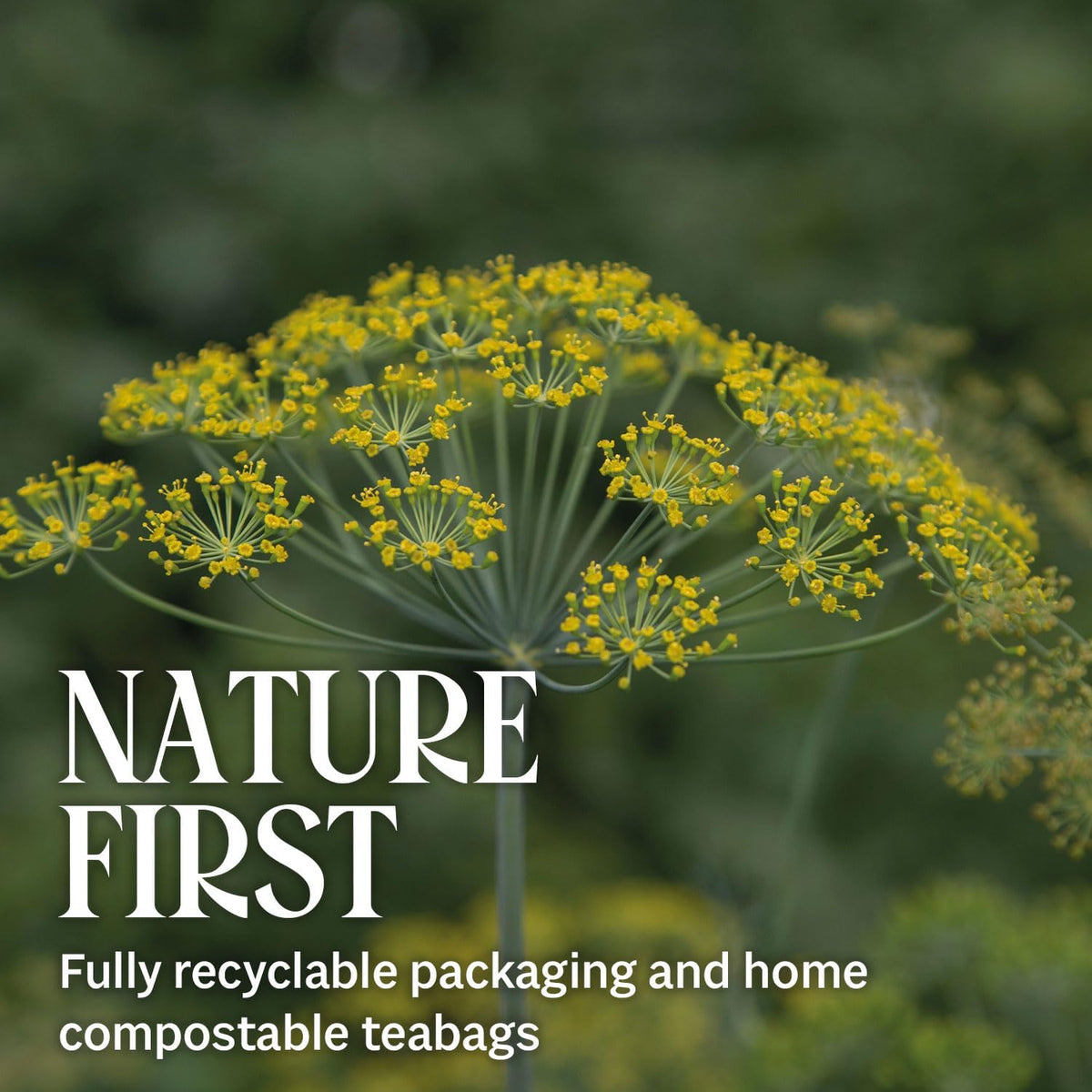 Organic Nettle Tea Bags - 3 Pack Gift Box