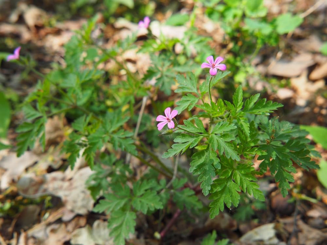 Herb Robert Herbal Tea - Natural Wellness Infusion – Handpicked – No Additives or Preservatives – Responsibly Sourced – 100% Pure Herb – for Wellness – 50G