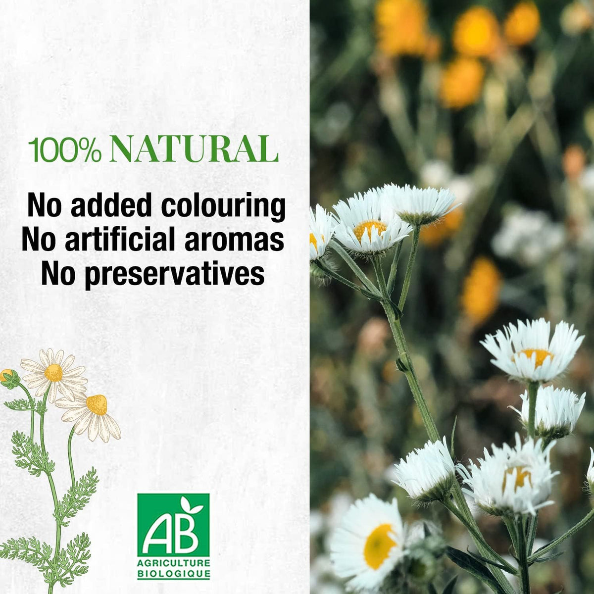 ORGANIC CHAMOMILE TEA Sourced in Europe, 100G | Camomile Tea Whole Flower, Digestion & Sleep Easy Tea | Camomile Flowers - Organic Wild Chamomile Flowers